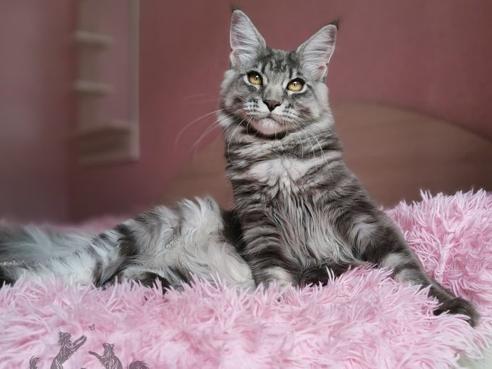 Quilly Iz Polosatoy Bandy