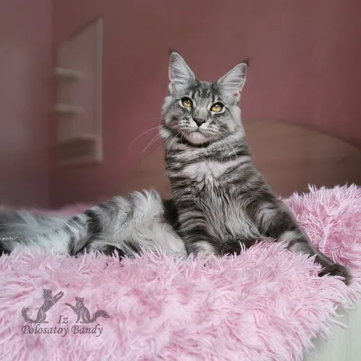 Quilly Iz Polosatoy Bandy