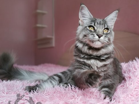 Quilly Iz Polosatoy Bandy