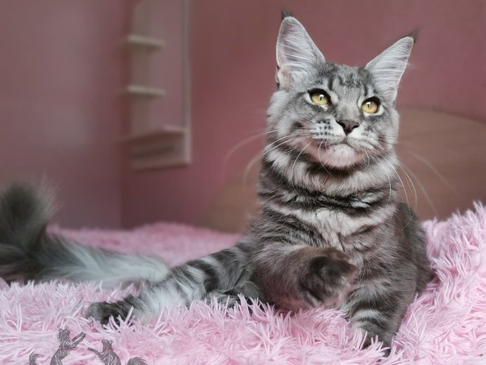 Quilly Iz Polosatoy Bandy