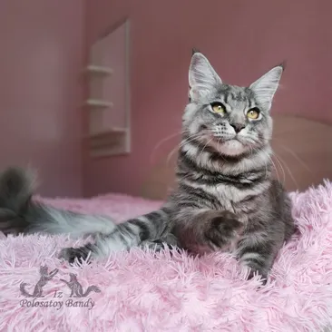 Quilly Iz Polosatoy Bandy