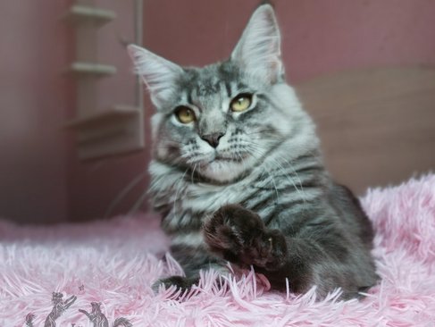 Quilly Iz Polosatoy Bandy