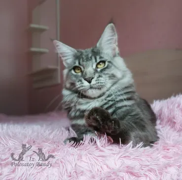 Quilly Iz Polosatoy Bandy