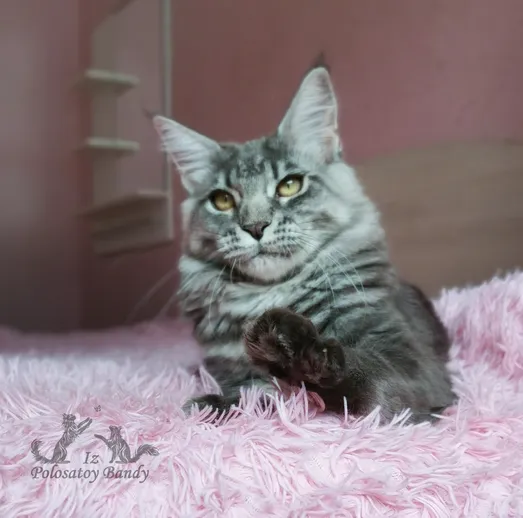 Quilly Iz Polosatoy Bandy