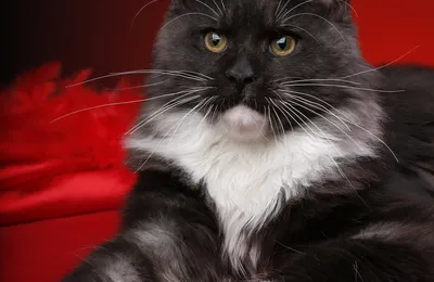 Happycoon32 — питомник Мейн-кун
