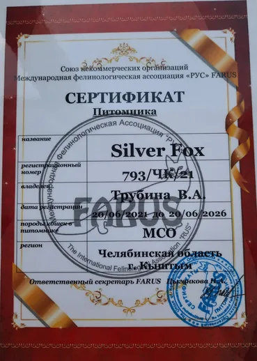 SILVER FOX — питомник Мейн-кун
