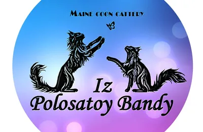 Polosataya Banda — питомник Мейн-кун