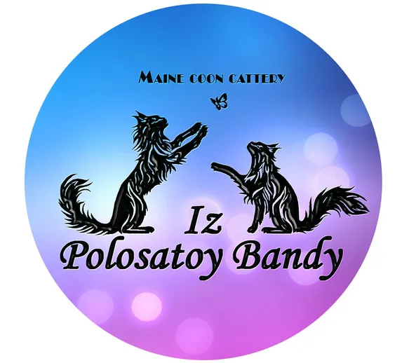Polosataya Banda — питомник Мейн-кун
