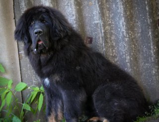 SOZVEZDIE SIRIUS SEDI