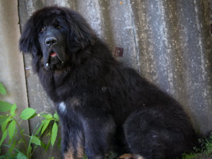 SOZVEZDIE SIRIUS SEDI