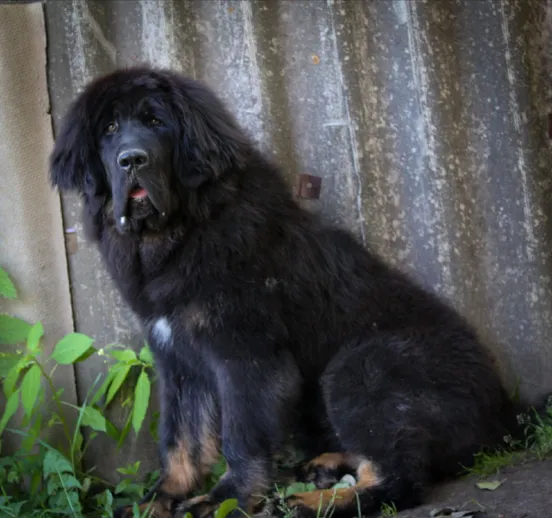 SOZVEZDIE SIRIUS SEDI