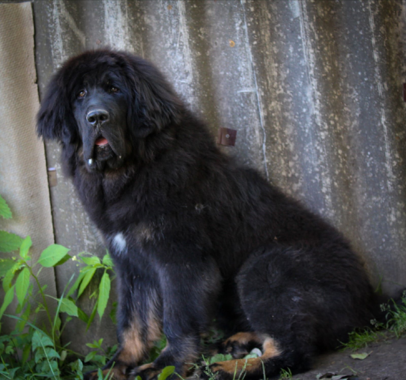 SOZVEZDIE SIRIUS SEDI